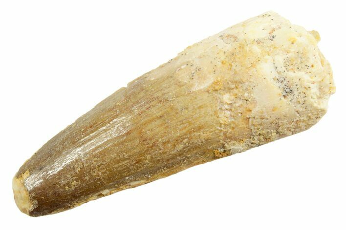 Fossil Spinosaurus Tooth - Real Dinosaur Tooth #362922